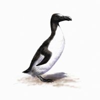 Alka velká (Pinguinus impennis, ilustrace) – Nicolas Primola / Shutterstock