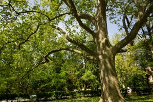 Platan západní (Platanus occidentalis) – Alina Vaska / Shutterstock