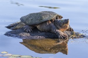 Kajmanka dravá (Chelyda serpentina) – Brian Lasenby / Shutterstock