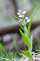 Okrotice bílá (Cephalanthera damasonium) – Federico.Crovetto/Shutterstock