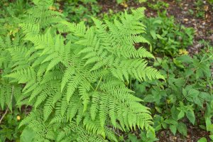 Hasivka orličí (Pteridium aquilinum) – fotovapl/Shutterstock