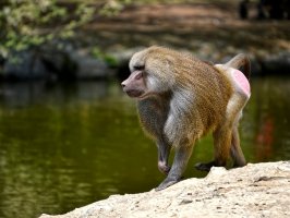 Pavián pláštíkový (Papio hamadryas) – Christian Musat / Shutterstock