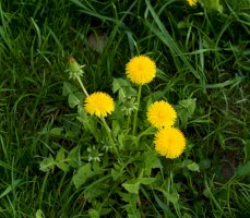 Smetanka lékařská (Taraxacum officinale) – Hana Stepanikova/Shutterstock