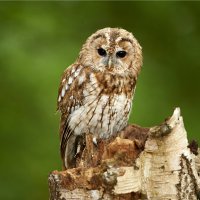 Puštík obecný – Ben Queenborough / Shutterstock