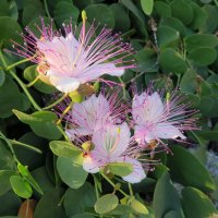 Kvetoucí kapara trnitá (Capparis spinosa) – Olga Art / Shutterstock
