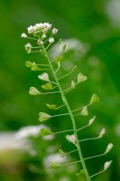 Kokoška pastuší tobolka – R. Maximiliane/Shutterstock