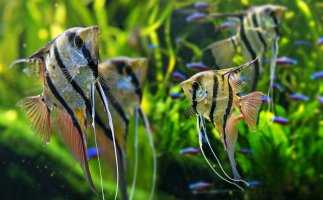 Skalára amazonská (Pterophyllum scalare) – Kuttelvaserova Stuchelova / Shutterstock