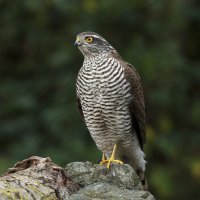 Krahujec obecný – schaef71 / Shutterstock