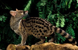Ženetka tečkovaná (Genetta genetta) – Tomasz Klejdysz / Shutterstock