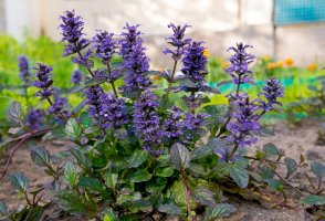 Zběhovec plazivý (Ajuga reptans) – Khalangot Sergey L/Shutterstock