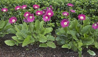 Gerbera jamesonii – Galina Gutarin/Shutterstock
