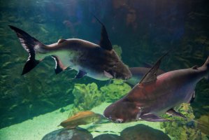Pangasius hypothalamus – Beautiful landscape / Shutterstock