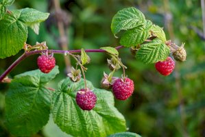Ostružiník maliník (Rubus idaeus) – Volcko Mar/Shutterstock