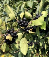 Řešetlák počistivý (Rhamnus cathartica) – dcwcreations/Shutterstock
