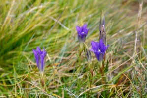 Hořec hořepník (Gentiana pneumonanthe) – LFRabanedo/Shutterstock