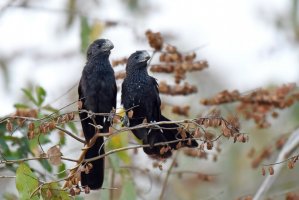 Sukavec ani (Crotophaga ani) – Rini Kools / Shutterstock
