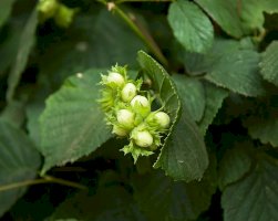 Líska obecná (Corylus avellana) – Sue Robinson/Shutterstock