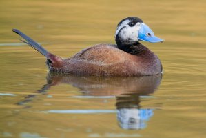 Kachnice bělohlavá (Oxyura leucocephala) – Agami Photo Agency / Shutterstock