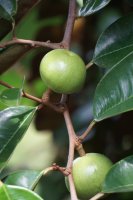 Zlatolist obecný (Chrysophyllum cainito), detail větvičky s listy a plody – Mang Kelin / Shutterstock