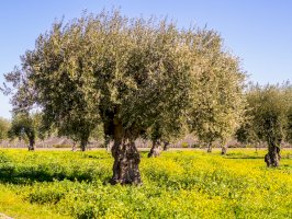 Olivovník evropský (Olea europaea) – Magdalena Paluchowska/Shutterstock