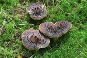 Lošák jelení (Sarcodon imbricatus) – Henri Koskinen / Shutterstock