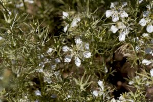 Černucha rolní (Nigella arvensis) –ChWeiss/Shutterstock