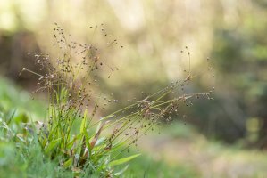 Bika chlupatá (Luzula pilosa) – Ihor Hvozdetskyi/Shutterstock