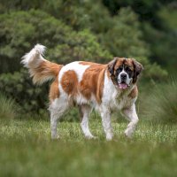 Bernardýn – Ulrike Stein/Shutterstock