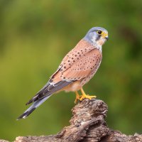 Poštolka obecná – Moncar0 / Shutterstock