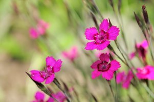 Hvozdík kropenatý –Imageman/Shutterstock