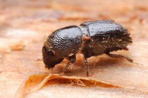 Lýkožrout smrkový (Ips typographus) – D. Kucharski K. Kucharska / Shutterstock