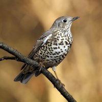 Drozd brávník (Turdus viscivorus) – Karel Bartik / Shutterstock