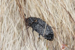 Kožojed (Dermestes murinus) – Tomasz Klejdysz / Shutterstock