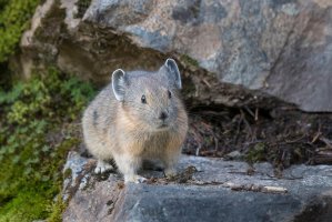 Pišťucha pika (Ochotona princeps) z řádu zajíci – Danita Delimont / Shutterstock