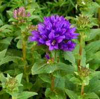 Zvonek klubkatý (Campanula glomerata) – Mike Russell/Shutterstock