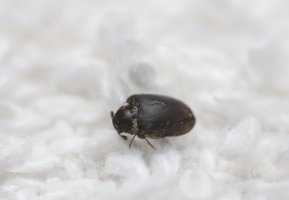 Rušník muzejní (Anthrenus museorum) – Henrik Larsson / Shutterstock