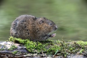 Hryzec vodní (Arvicola terrestris) – Erni / Shutterstock