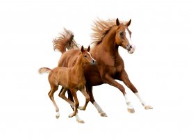 Arabský plnokrevník, klisna s hříbětem – Olga_i / Shutterstock