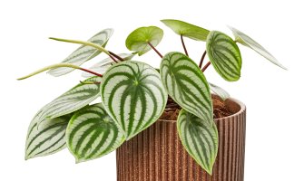 Druh pepřince (Peperomia sandersii) – Dewin ID / Shutterstock
