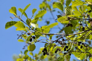 Olše lepkavá (Alnus glutinosa) – D. Kucharski K. Kucharska/Shutterstock