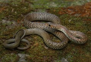 Ptyas velkooký (Ptyas mucosa) –  Prajjwal Ray / Shutterstock