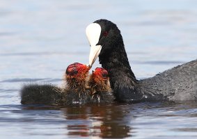 Lyska černá (Fulica atra) z řádu krátkokřídlých, samice krmící mláďata – Ger Bosma Photos / Shutterstock