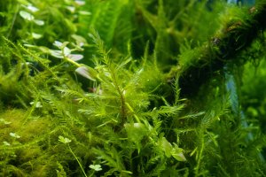 Pramenička obecná (Fontinalis antipyretica) – Aleron Val / Shutterstock