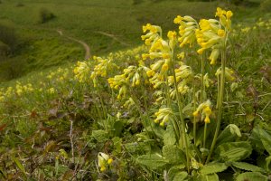 Prvosenka jarní (Primula veris) – Martin Fowler/Shutterstock