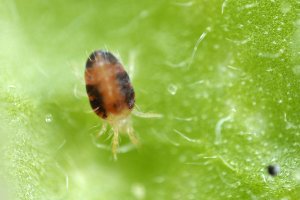 Sviluška chmelová (Tetranychus urticae) – D. Kucharski K. Kucharska / Shutterstock