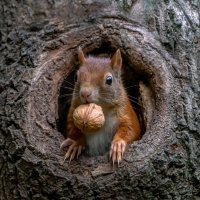 Veverka obecná (Sciurus vulgaris) – Albert Beukhof / Shutterstock
