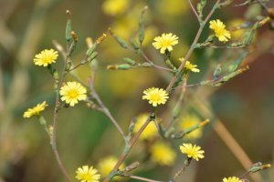 Kvetoucí locika kompasová (Lactuca serriola) – Orest lyzhechka / Shutterstock