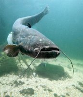 Sumec velký (Silurus Glanis), Hracholuské jezero – Kletr / Shutterstock