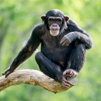Šimpanz učenlivý (Pan troglodytes) – Abeselom Zerit/Shutterstock