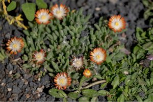 Kosmatec (Mesembryanthemum/Delosperma) – JIANG TIANMU/Shutterstock